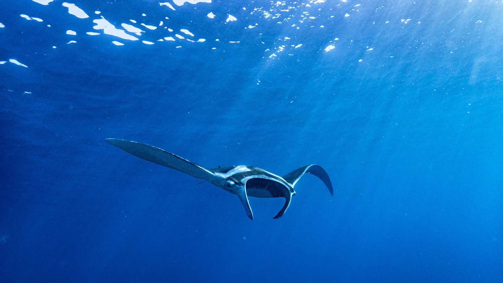 Snorkeling expeditions led by marine biologists are organized to observe manta rays