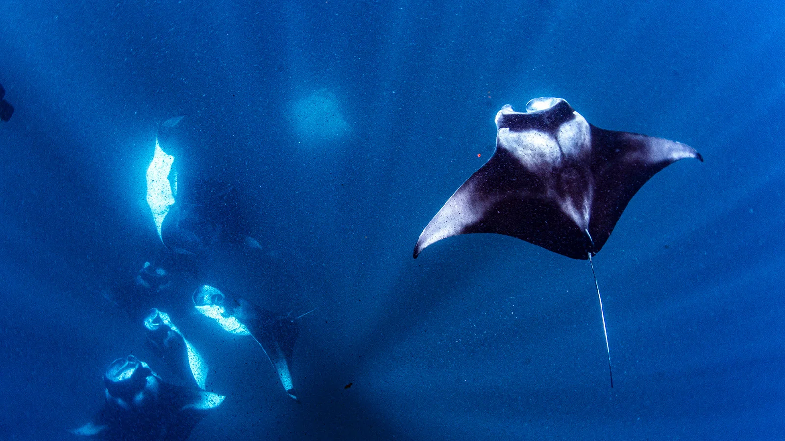 The Manta-On-Call program alerts guests the moment mantas are spotted