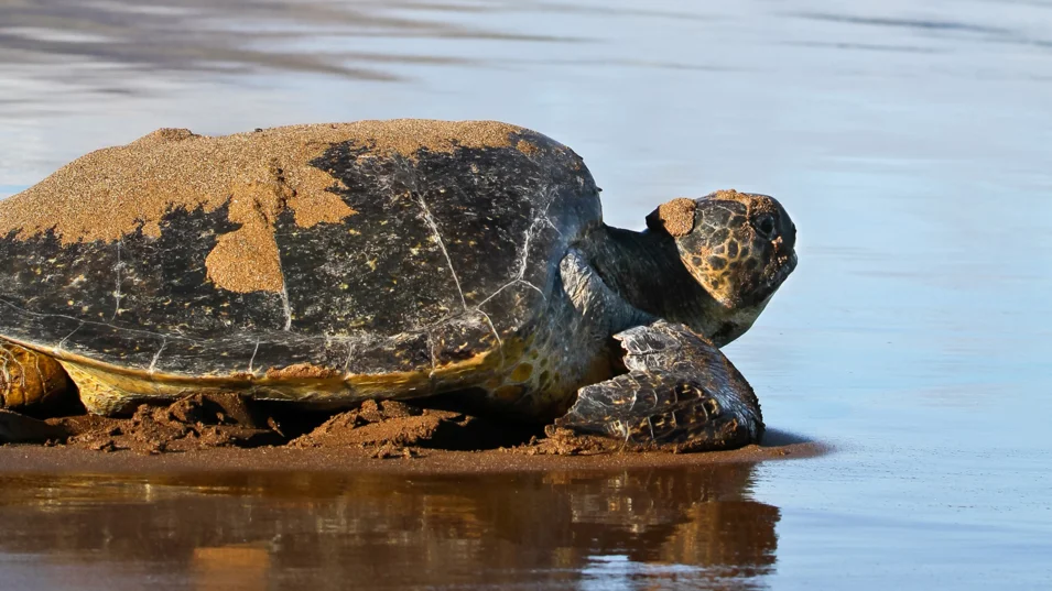 A turtle on the beach of one of the Galápagos Islands