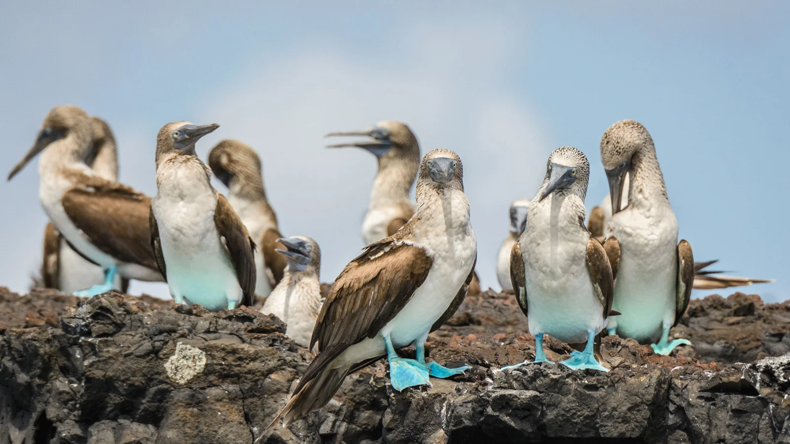 The blue-footed boobies are one of the symbols of the Galápagos Islands