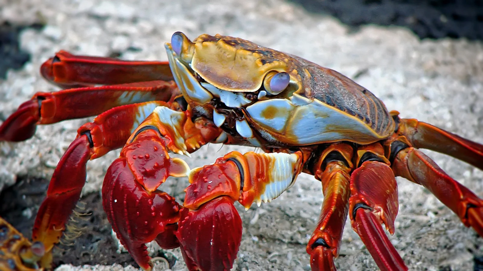 The crabs here are incredibly photogenic