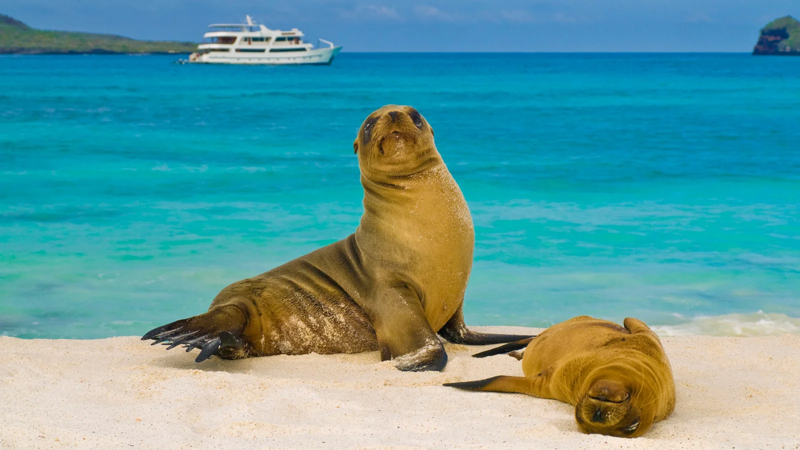 The Galápagos Islands are waiting for their discoverers: photographers, scientists, ornithologists, adventurers and yachtsmen