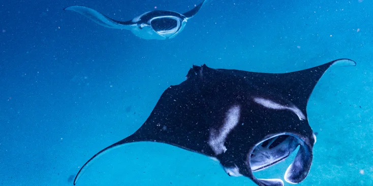 Seeing mantas in their natura habitat is great luck and unforgettable experience