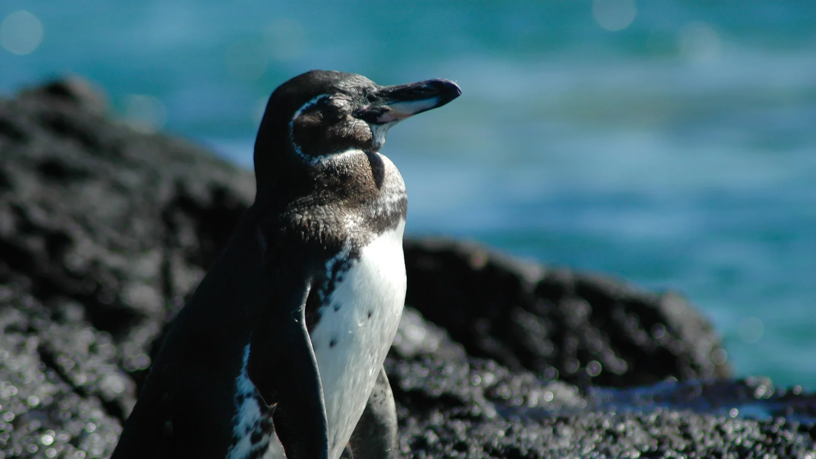 Mariela Island is a real penguin home