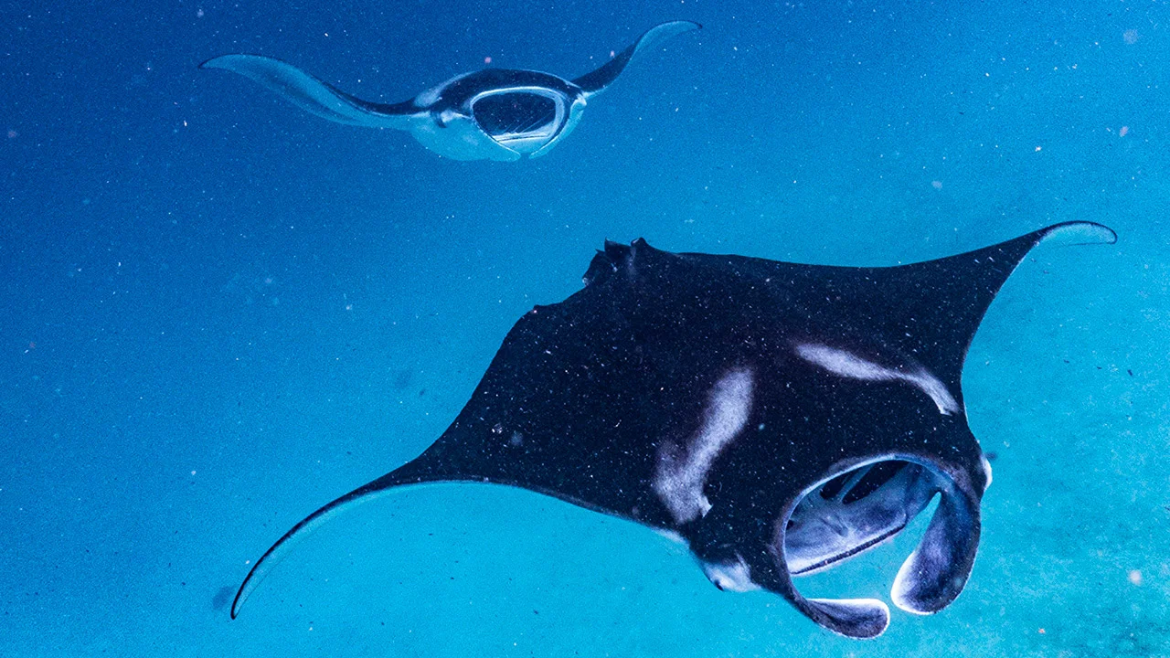 Seeing mantas in their natura habitat is great luck and unforgettable experience