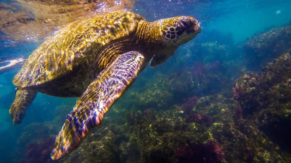 Turtles are one of the protected species on the Galápagos Islands