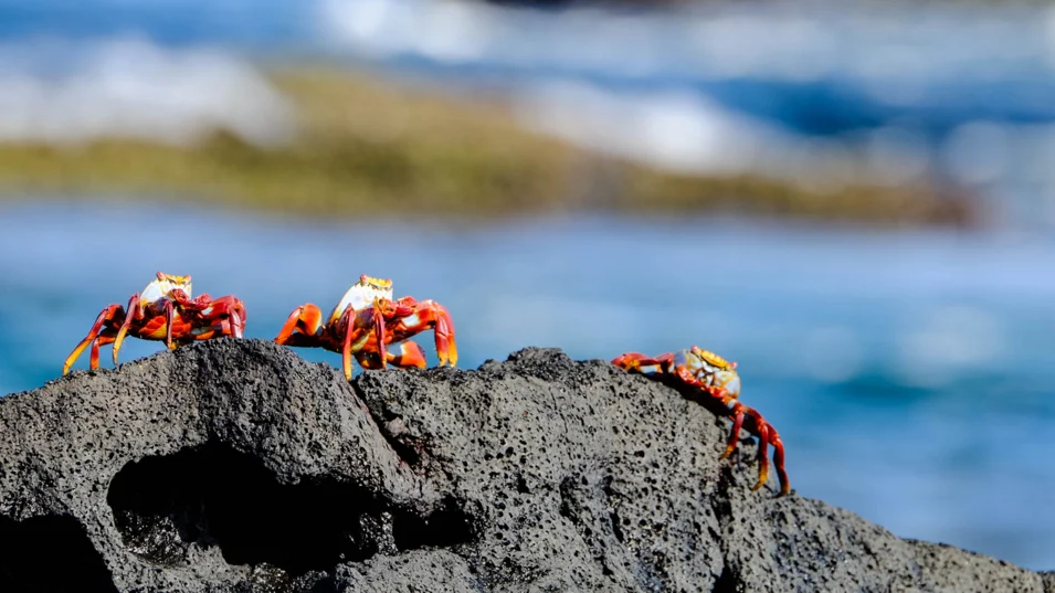 Local crabs are very brightly coloured