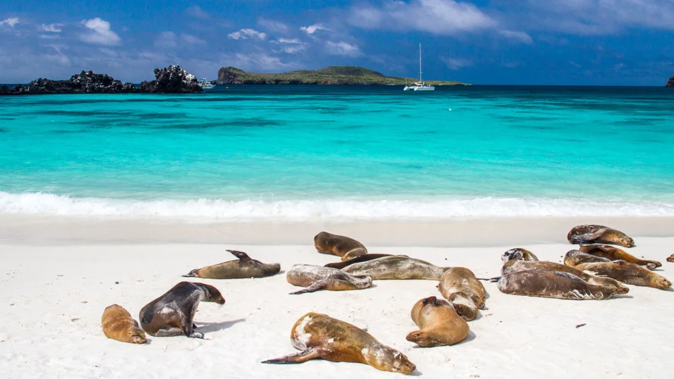 Sea lions basking in the sun