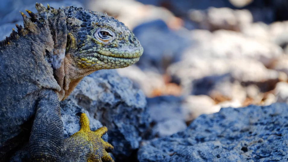 Iguana on Isabela Island