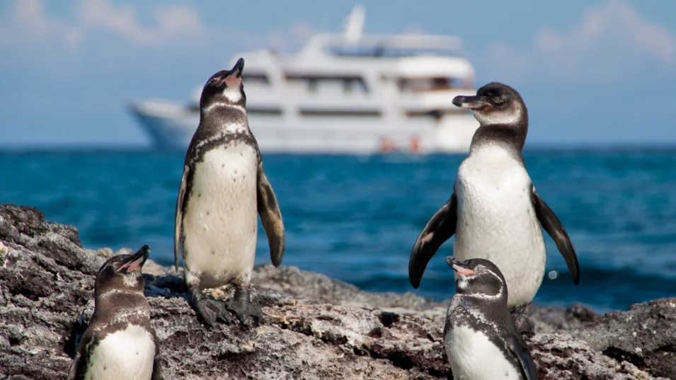 Galápagos penguins