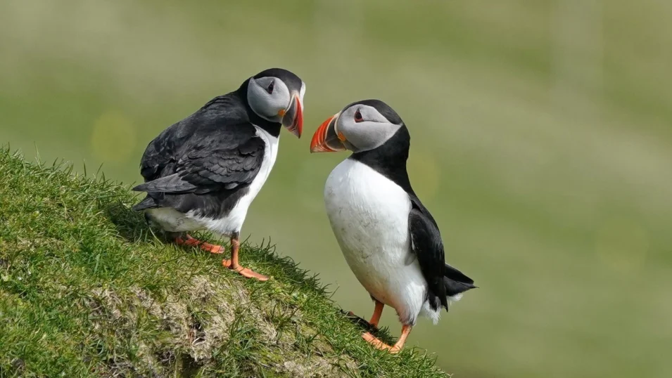 Puffins live on the island of Mykines from mid-April to August